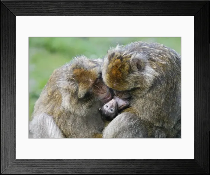 Framed Print : Picture No. 10888475 Framed Print : Picture No. 10888475