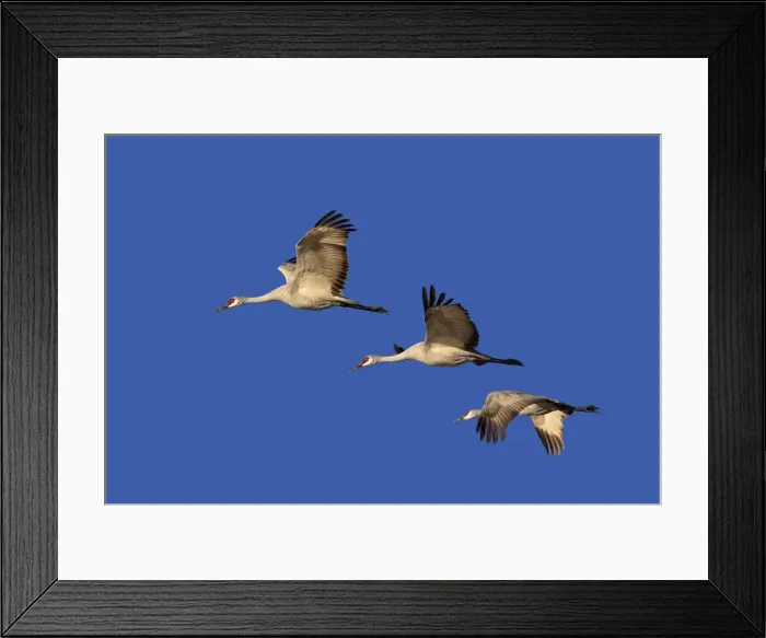 Framed Print : Picture No. 10888643 Framed Print : Picture No. 10888643