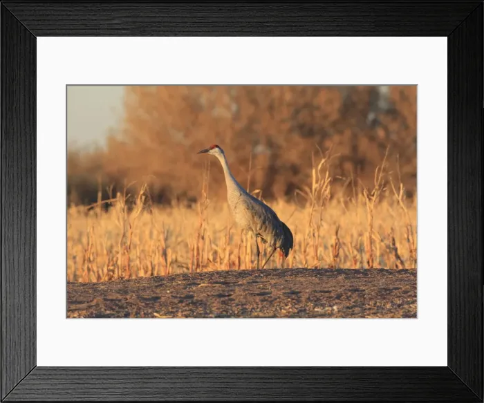 Framed Print : Picture No. 10888649 Framed Print : Picture No. 10888649