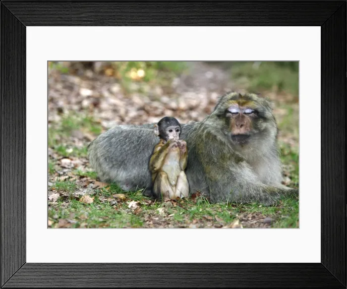Framed Print : Picture No. 10888481 Framed Print : Picture No. 10888481