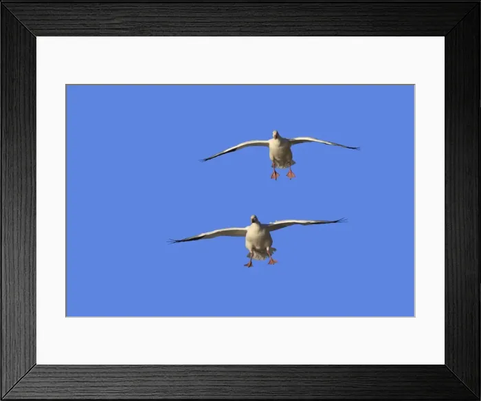 Framed Print : Picture No. 10888690