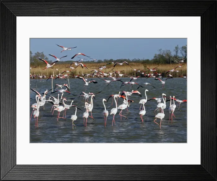 Framed Print : Picture No. 10888491 Framed Print : Picture No. 10888491