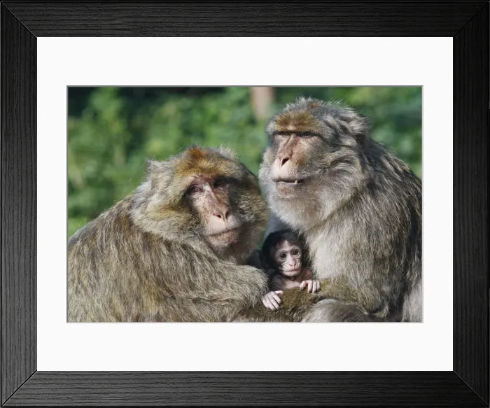 Framed Print : Picture No. 10888479 Framed Print : Picture No. 10888479