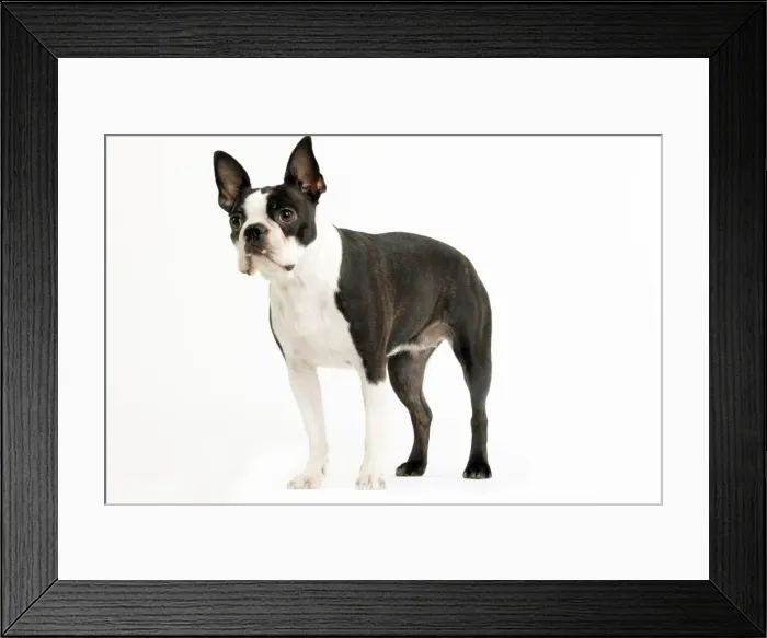 Framed Print : Picture No. 10888817 Framed Print : Picture No. 10888817