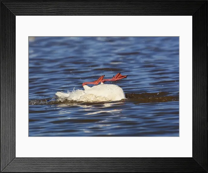 Framed Print : Picture No. 10888688 Framed Print : Picture No. 10888688