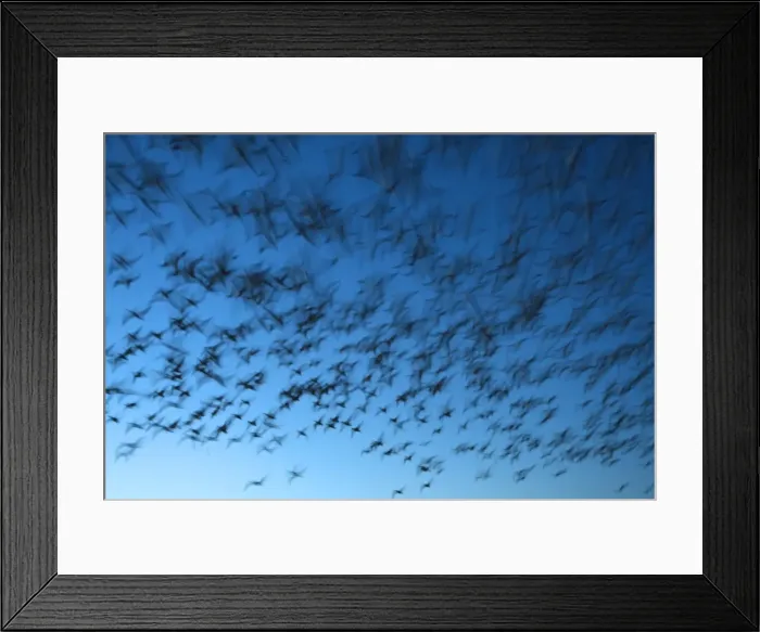 Framed Print : Picture No. 10888677
