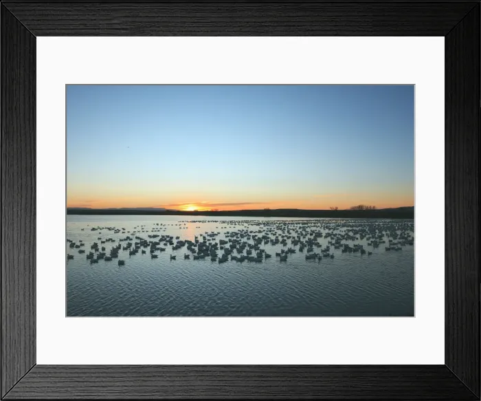 Framed Print : Picture No. 10888678 Framed Print : Picture No. 10888678