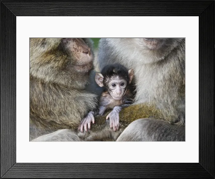 Framed Print : Picture No. 10888478 Framed Print : Picture No. 10888478