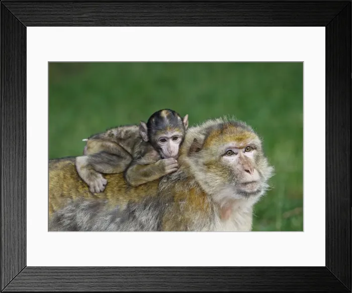 Framed Print : Picture No. 10888476 Framed Print : Picture No. 10888476