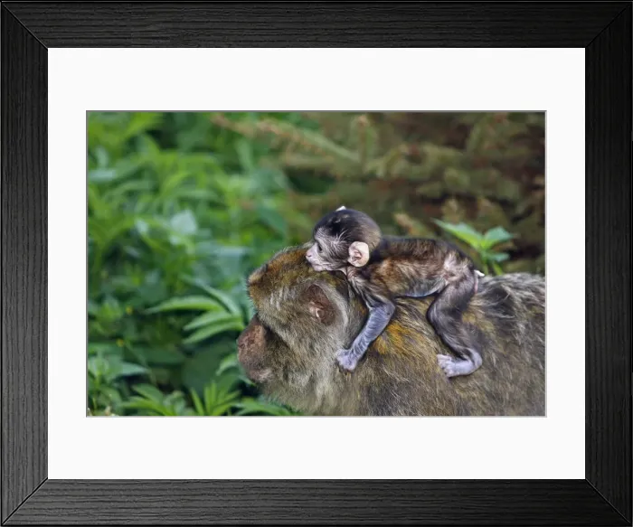 Framed Print : Picture No. 10888472 Framed Print : Picture No. 10888472
