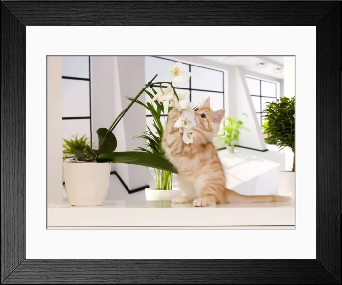 Framed Print : Picture No. 10888839 Framed Print : Picture No. 10888839