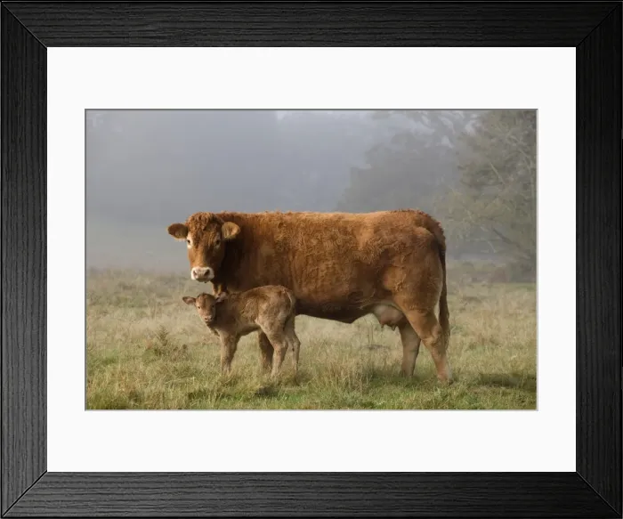 Framed Print : Picture No. 10888842 Framed Print : Picture No. 10888842
