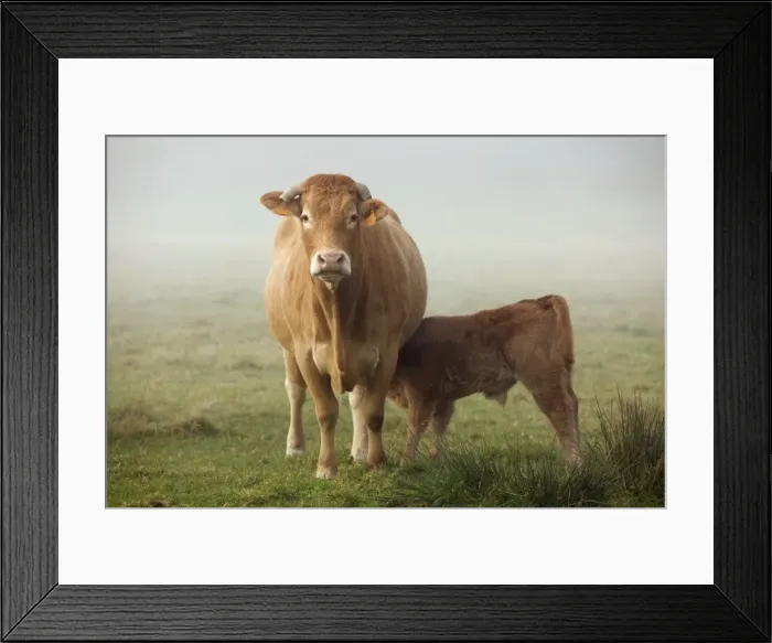 Framed Print : Picture No. 10888841
