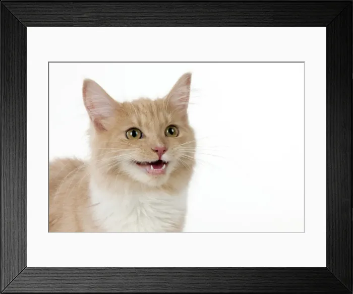 Framed Print : Picture No. 10888848 Framed Print : Picture No. 10888848