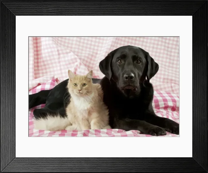 Framed Print : Picture No. 10888851 Framed Print : Picture No. 10888851