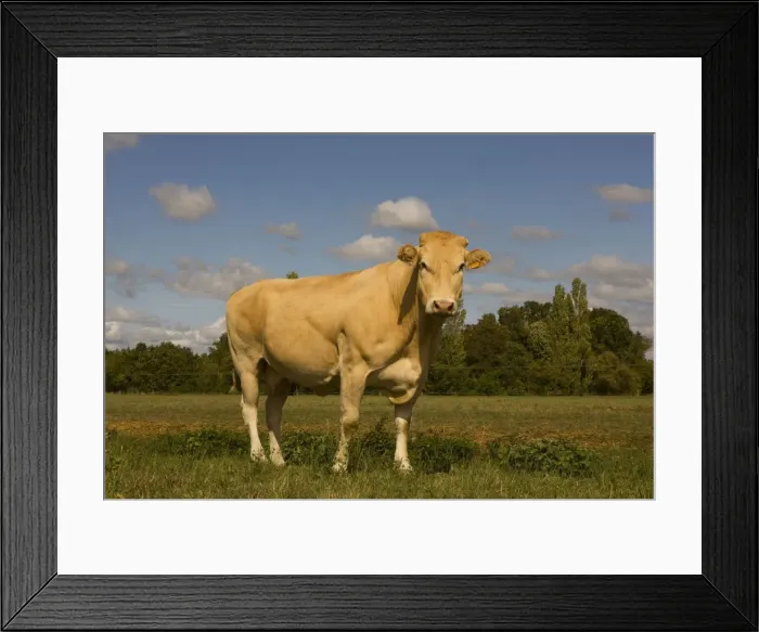 Framed Print : Picture No. 10888843 Framed Print : Picture No. 10888843