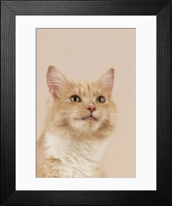 Framed Print : Picture No. 10888857 Framed Print : Picture No. 10888857