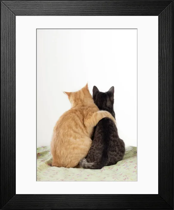 Framed Print : Picture No. 10888865 Framed Print : Picture No. 10888865