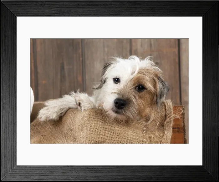 Framed Print : Picture No. 10888871 Framed Print : Picture No. 10888871