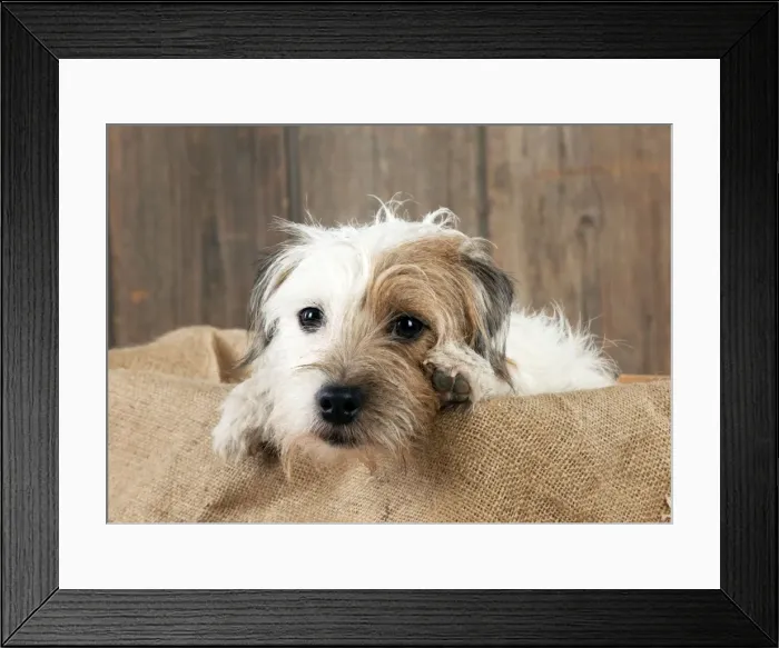 Framed Print : Picture No. 10888873 Framed Print : Picture No. 10888873