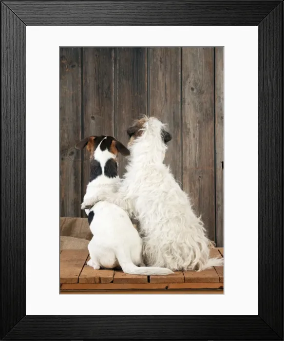 Framed Print : Picture No. 10888867 Framed Print : Picture No. 10888867