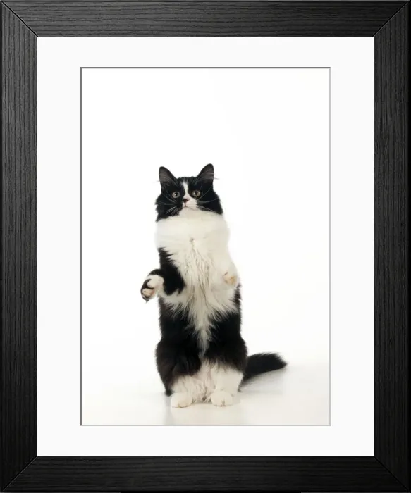 Framed Print : Picture No. 10888879 Framed Print : Picture No. 10888879