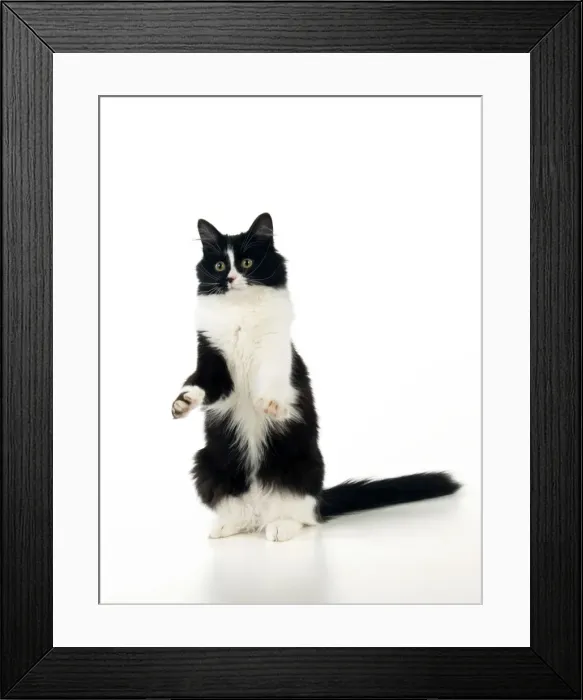 Framed Print : Picture No. 10888880 Framed Print : Picture No. 10888880