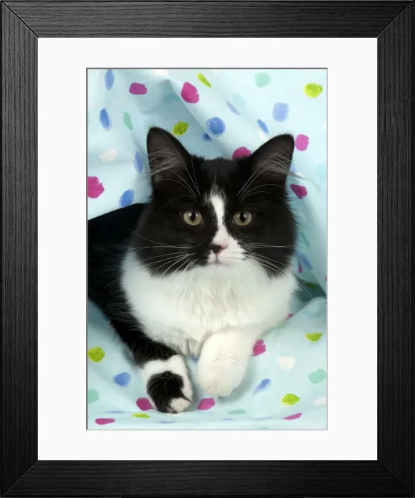 Framed Print : Picture No. 10888884 Framed Print : Picture No. 10888884