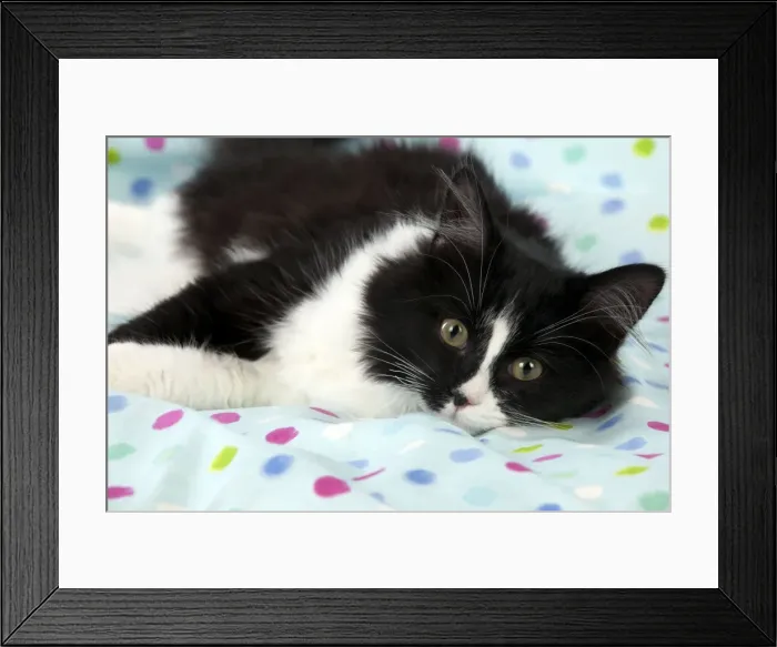 Framed Print : Picture No. 10888882 Framed Print : Picture No. 10888882