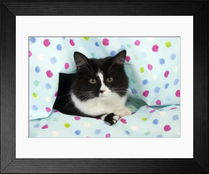 Framed Print : Picture No. 10888883 Framed Print : Picture No. 10888883