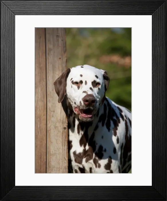 Framed Print : Picture No. 10888936