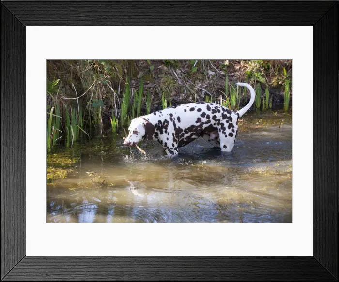 Framed Print : Picture No. 10888932