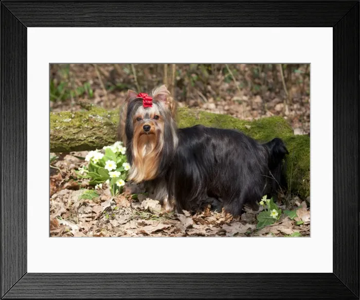 Framed Print : Picture No. 10888940 Framed Print : Picture No. 10888940