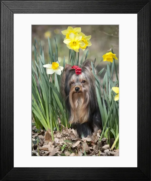 Framed Print : Picture No. 10888942 Framed Print : Picture No. 10888942