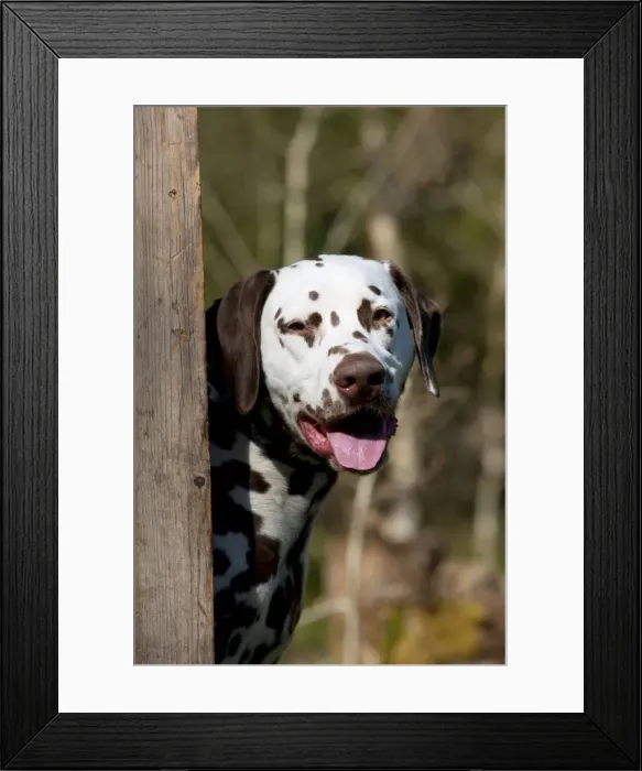 Framed Print : Picture No. 10888937 Framed Print : Picture No. 10888937