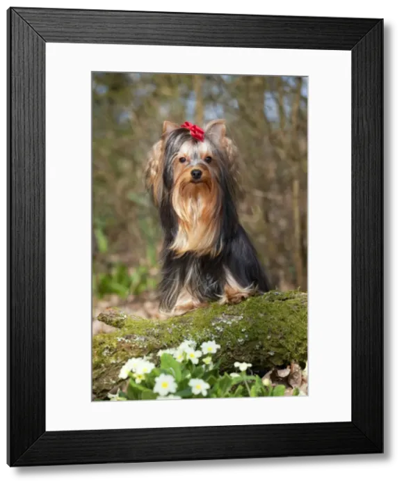 Framed Print : Picture No. 10888938 Framed Print : Picture No. 10888938