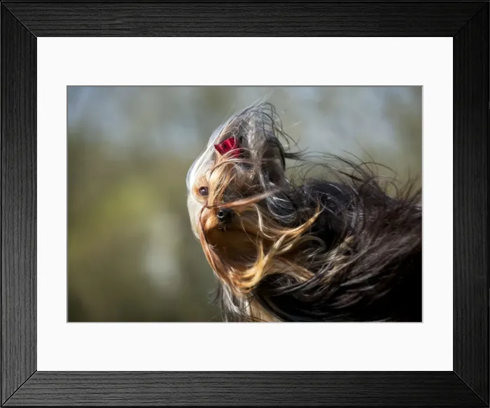 Framed Print : Picture No. 10888946 Framed Print : Picture No. 10888946