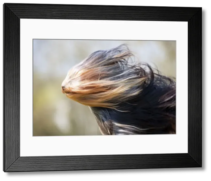 Framed Print : Picture No. 10888948 Framed Print : Picture No. 10888948