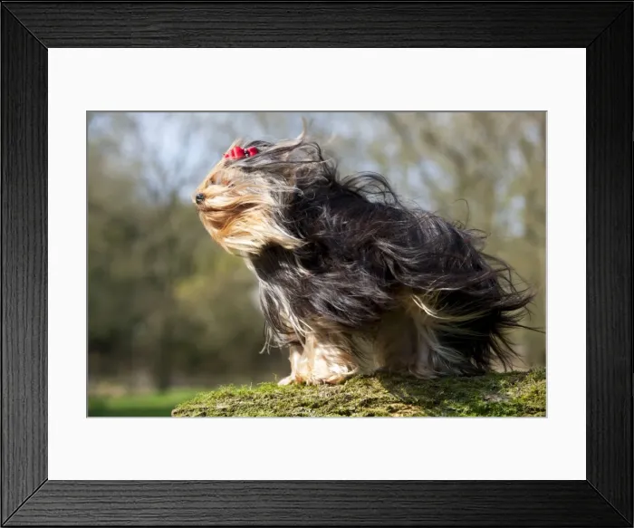 Framed Print : Picture No. 10888945 Framed Print : Picture No. 10888945