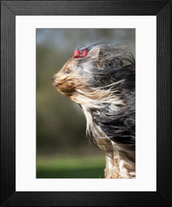 Framed Print : Picture No. 10888947 Framed Print : Picture No. 10888947