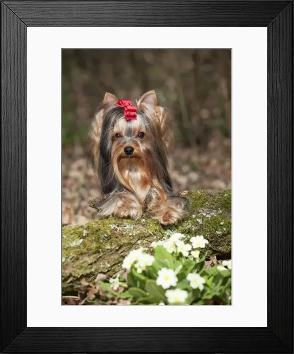 Framed Print : Picture No. 10888944 Framed Print : Picture No. 10888944