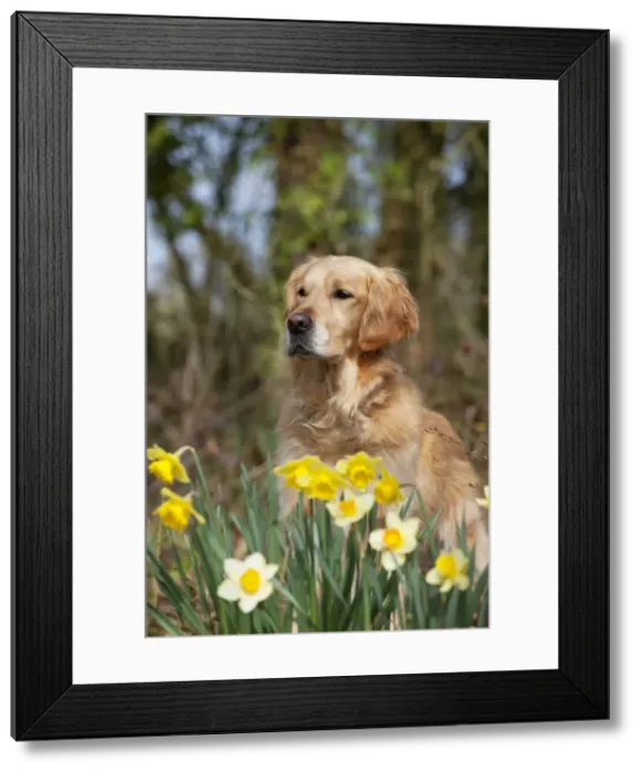Framed Print : Picture No. 10888949 Framed Print : Picture No. 10888949