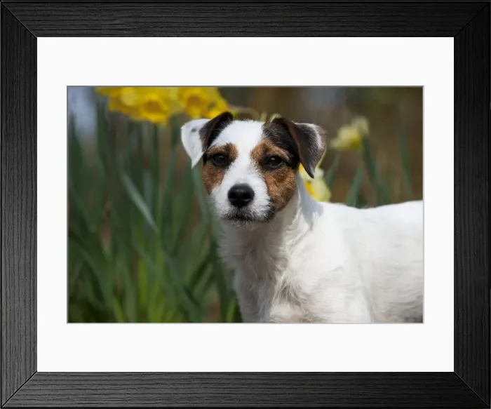 Framed Print : Picture No. 10888956 Framed Print : Picture No. 10888956
