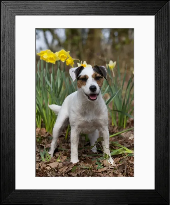Framed Print : Picture No. 10888959 Framed Print : Picture No. 10888959