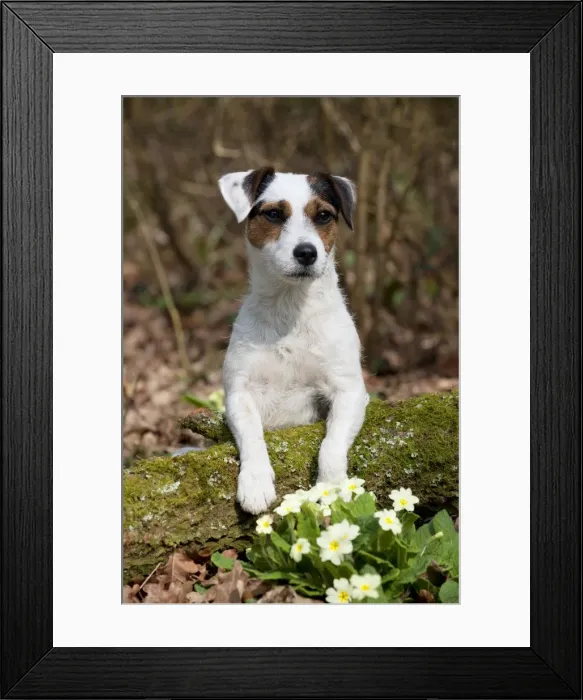Framed Print : Picture No. 10888961 Framed Print : Picture No. 10888961