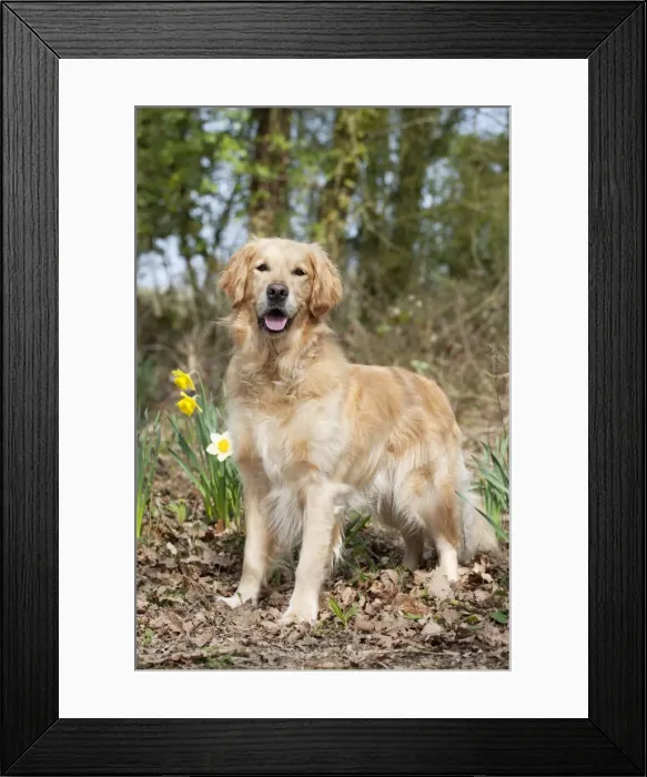 Framed Print : Picture No. 10888953 Framed Print : Picture No. 10888953