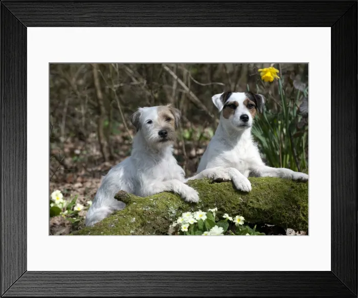 Framed Print : Picture No. 10888968 Framed Print : Picture No. 10888968