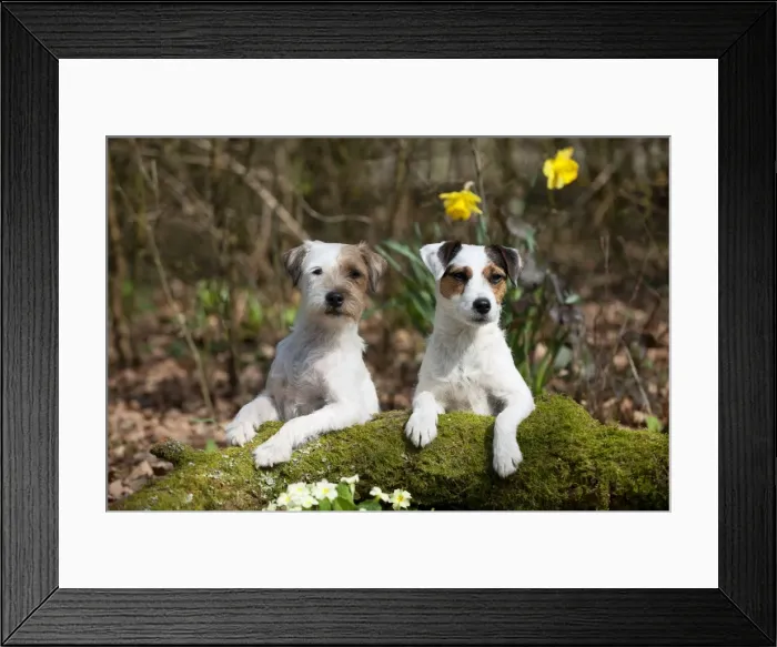 Framed Print : Picture No. 10888969 Framed Print : Picture No. 10888969