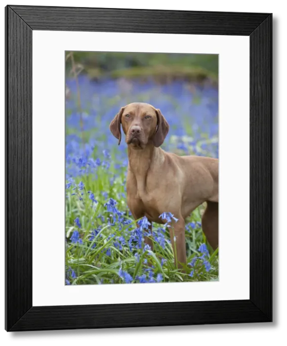 Framed Print : Picture No. 10888979 Framed Print : Picture No. 10888979