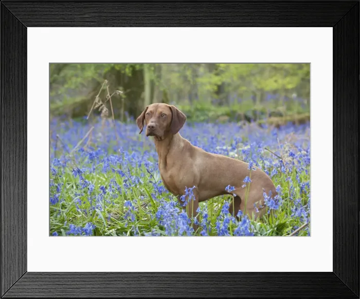 Framed Print : Picture No. 10888978 Framed Print : Picture No. 10888978